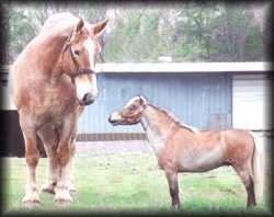 Dooby& Draft horse